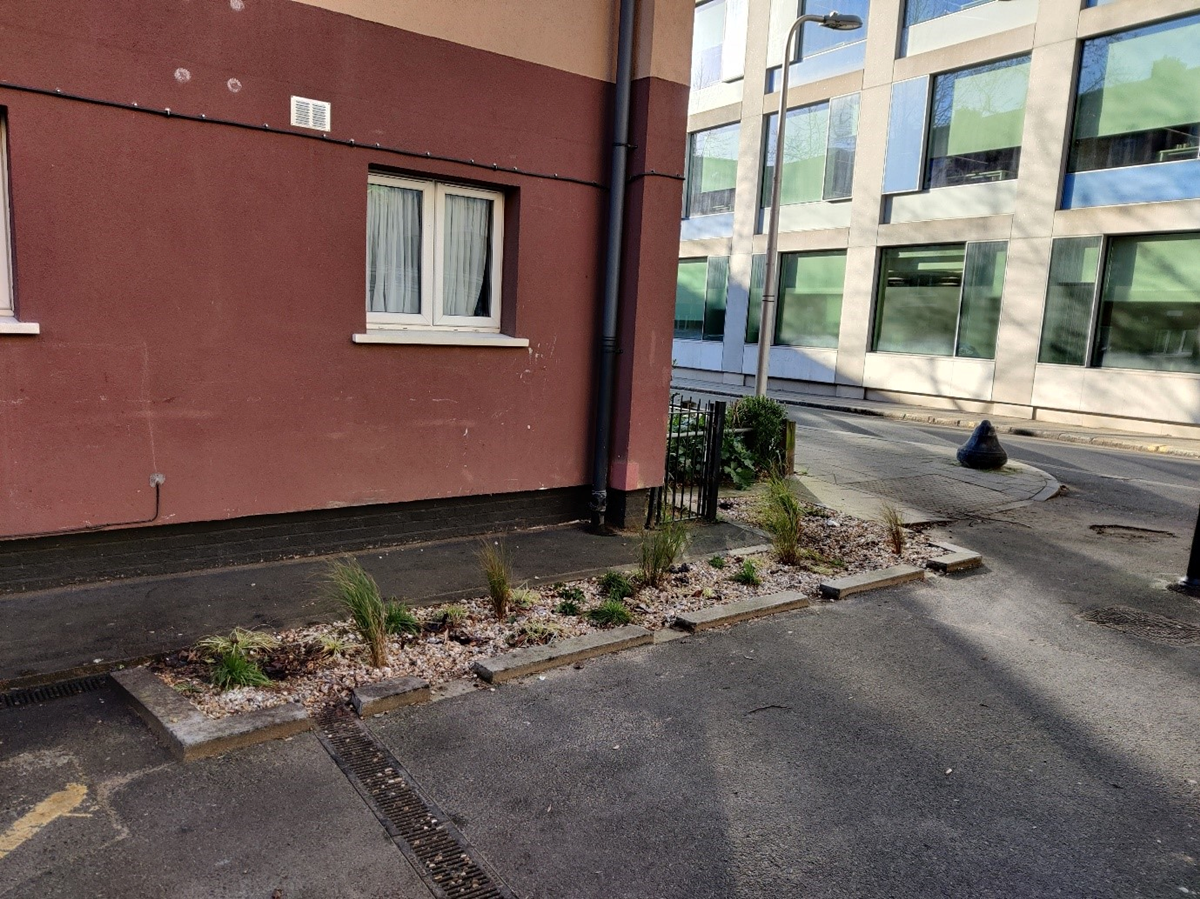 rain garden at Lewes House North